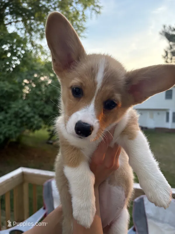 Willow – Pembroke Welsh Corgi puppy for sale in Durham, NC