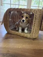 Tater tot , a female Pembroke Welsh Corgi for sale in Durham, NC – 4 of 6