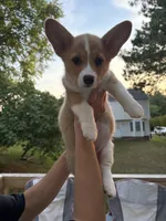 Willow, a female Pembroke Welsh Corgi for sale in Durham, NC – 7 of 7