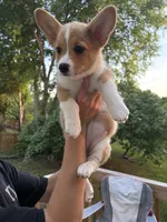 Willow, a female Pembroke Welsh Corgi for sale in Durham, NC – 2 of 3