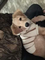 Bailey, a female Golden Retriever for sale in Hanover, PA – Photo 3 of 5