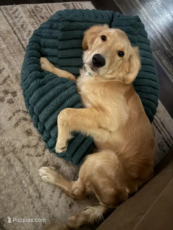 Bailey, a female Golden Retriever for sale in Hanover, PA – Photo 1 of 5