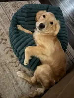 Bailey, a female Golden Retriever for sale in Hanover, PA – Photo 1 of 5