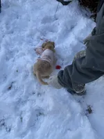 Bailey, a female Golden Retriever for sale in Hanover, PA – Photo 5 of 5