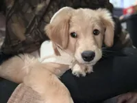 Bailey, a female Golden Retriever for sale in Hanover, PA – Photo 2 of 5