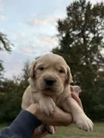 Duke , a male Golden Retriever for sale in Auburn, WA – 2 of 3