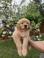 Duke, a  Golden Retriever for sale in Auburn, WA – 4 of 4