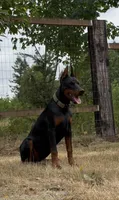 Rosie , a female Doberman Pinscher for sale in Auburn, WA – Photo 5 of 5
