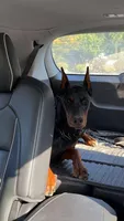 Rosie , a female Doberman Pinscher for sale in Auburn, WA – Photo 3 of 5