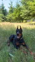 Rosie , a female Doberman Pinscher for sale in Auburn, WA – Photo 4 of 5