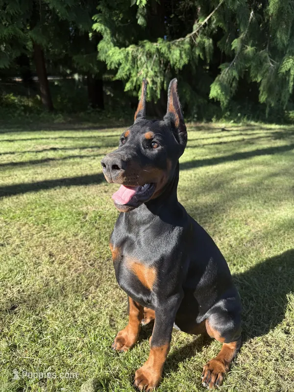 Rosie  – Doberman Pinscher puppy for sale in Auburn, WA