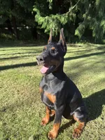 Rosie , a female Doberman Pinscher for sale in Auburn, WA – Photo 1 of 2
