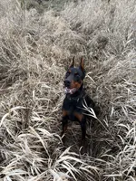 Rosie , a female Doberman Pinscher for sale in Auburn, WA – Photo 2 of 2