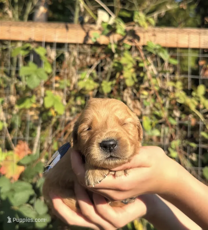 Duke  – Golden Retriever puppy for sale in Auburn, WA
