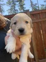 Duke , a male Golden Retriever for sale in Auburn, WA – 2 of 2
