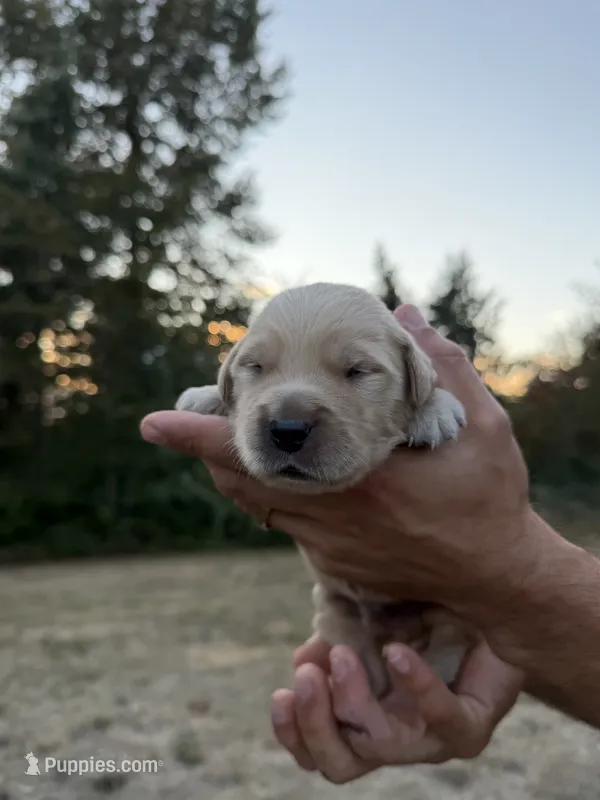 Duke  – Golden Retriever puppy for sale in Auburn, WA