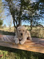 Duke, a male Golden Retriever for sale in Auburn, WA – Photo 3 of 3