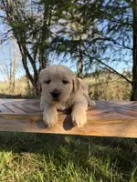 Duke, a male Golden Retriever for sale in Auburn, WA – Photo 1 of 3