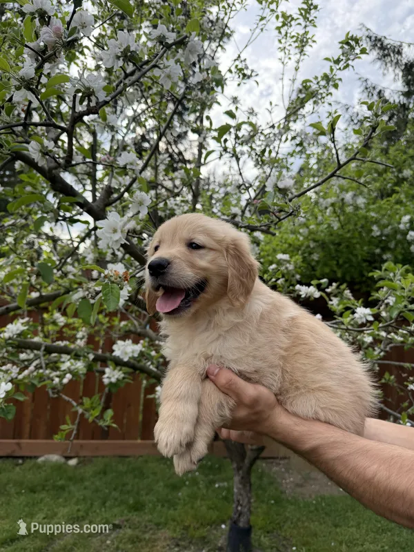Duke – Golden Retriever puppy for sale in Auburn, WA