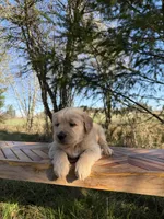 Duke, a male Golden Retriever for sale in Auburn, WA – Photo 2 of 3
