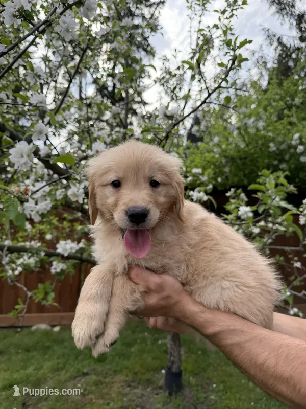Duke – Golden Retriever puppy for sale in Auburn, WA