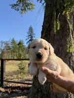 Duke, a male Golden Retriever for sale in Auburn, WA – Photo 2 of 3