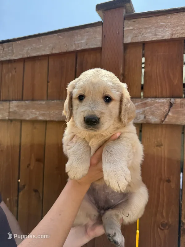 Daisy  – Golden Retriever puppy for sale in Auburn, WA