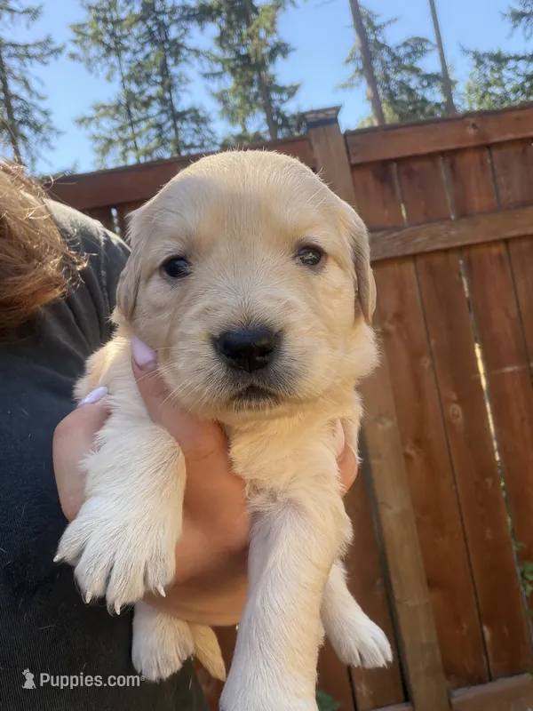 Daisy  – Golden Retriever puppy for sale in Auburn, WA
