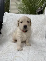 Daisy, a female Golden Retriever for sale in Auburn, WA – 3 of 3
