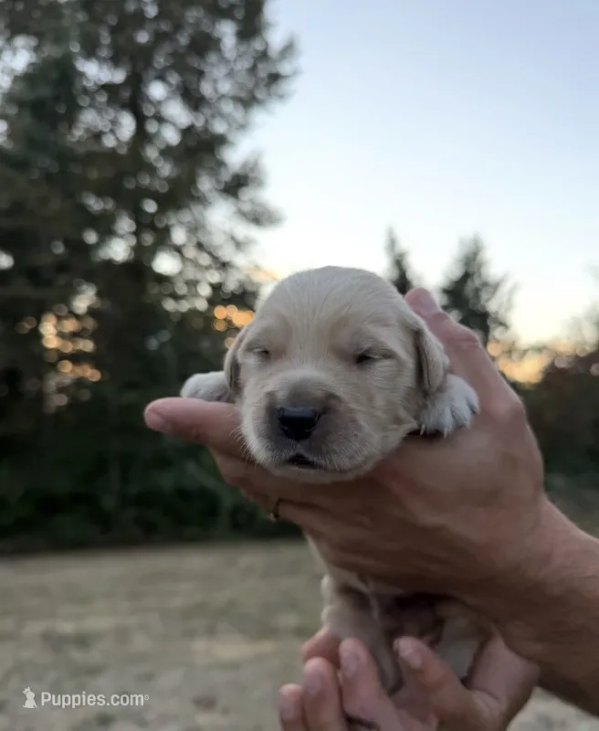 Daisy – Golden Retriever puppy for sale in Auburn, WA