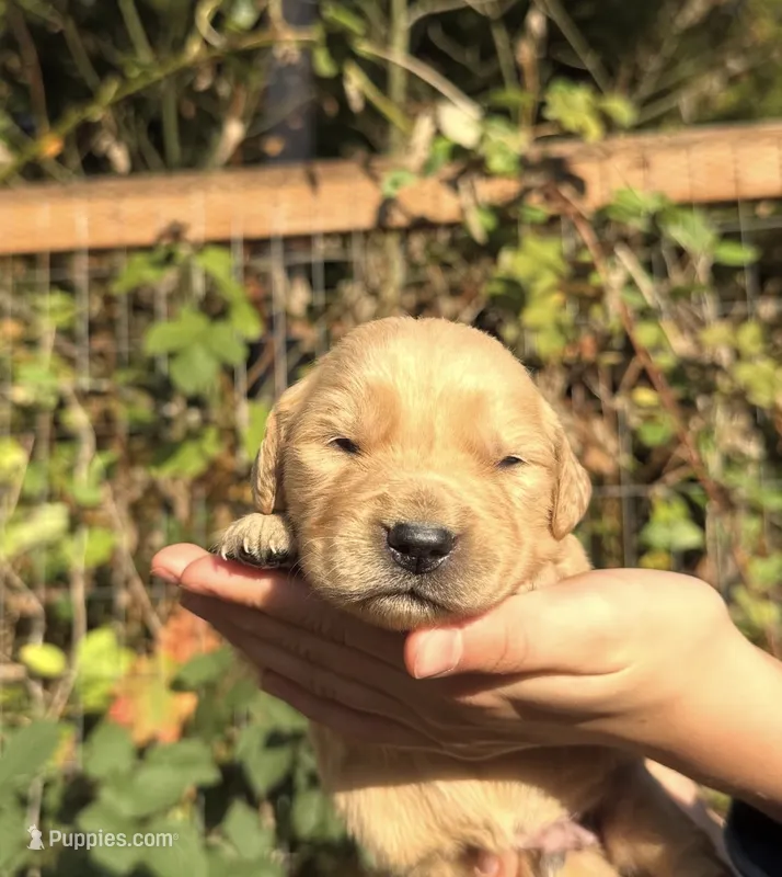 Daisy  – Golden Retriever puppy for sale in Auburn, WA