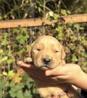 Daisy , a female Golden Retriever for sale in Auburn, WA – 1 of 1