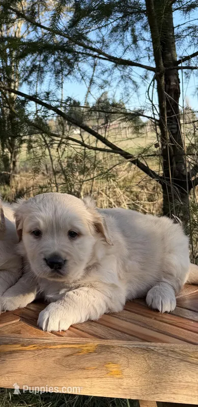Daisy  – Golden Retriever puppy for sale in Auburn, WA
