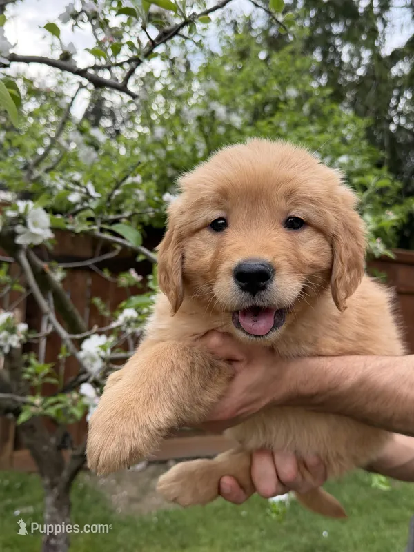 Daisy  – Golden Retriever puppy for sale in Auburn, WA
