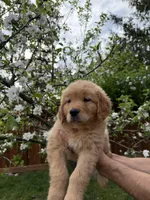 Daisy , a  Golden Retriever for sale in Auburn, WA – 2 of 2