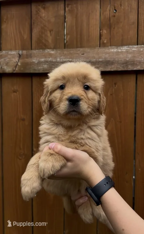 Daisy  – Golden Retriever puppy for sale in Auburn, WA