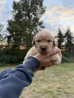 Duke , a male Golden Retriever for sale in Auburn, WA – 3 of 3