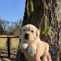 Jack, a male Golden Retriever for sale in Auburn, WA – Photo 2 of 2