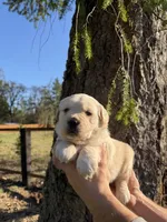 Rosie , a female Golden Retriever for sale in Auburn, WA – Photo 2 of 2
