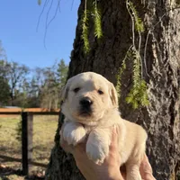 Jack, a male Golden Retriever for sale in Auburn, WA – Photo 1 of 2