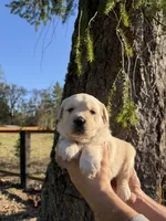 Rosie , a female Golden Retriever for sale in Auburn, WA – Photo 1 of 2