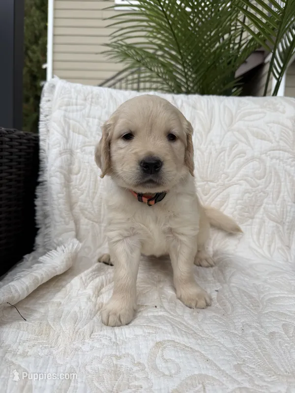 Daisy – Golden Retriever puppy for sale in Auburn, WA