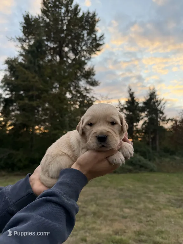Duke  – Golden Retriever puppy for sale in Auburn, WA