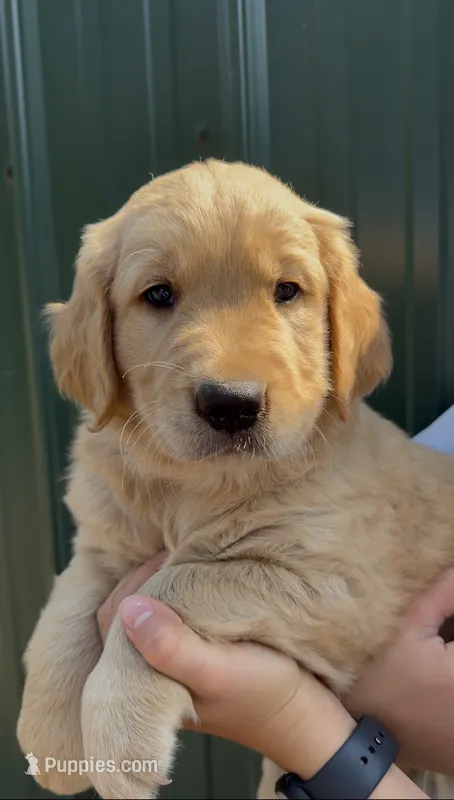 Daisy  – Golden Retriever puppy for sale in Auburn, WA