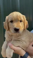 Daisy , a female Golden Retriever for sale in Auburn, WA – 1 of 2