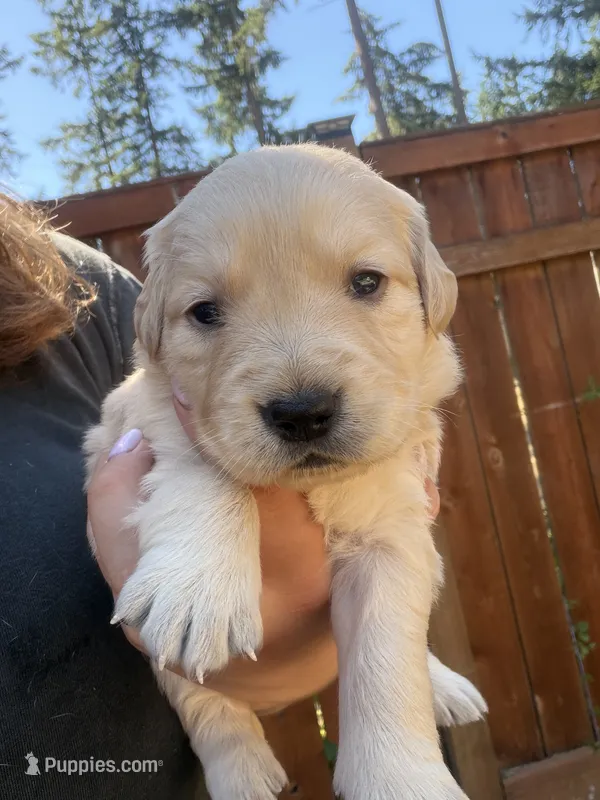 Duke  – Golden Retriever puppy for sale in Auburn, WA