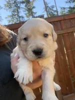Duke , a male Golden Retriever for sale in Auburn, WA – 1 of 2