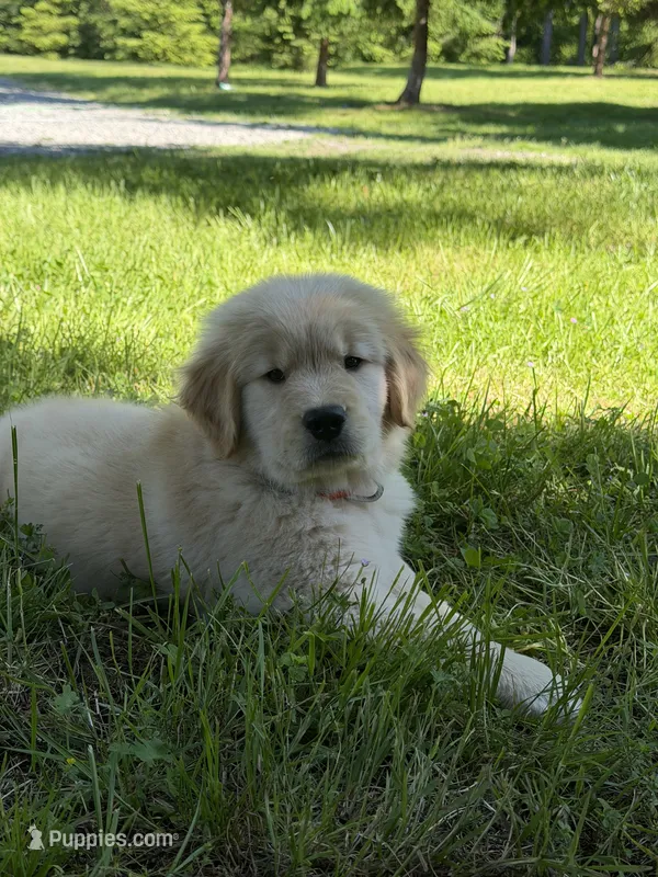 Duke  – Golden Retriever puppy for sale in Auburn, WA
