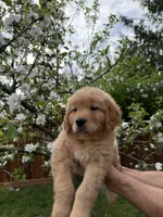 Duke, a  Golden Retriever for sale in Auburn, WA – 3 of 4