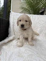 Daisy, a female Golden Retriever for sale in Auburn, WA – 2 of 3
